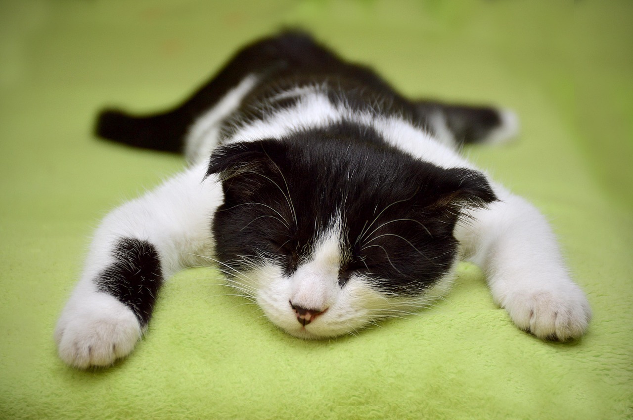 白髪ケアをしているペットを飼う際の注意点は？
