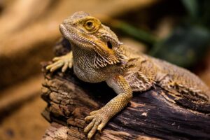 白髪染めトリートメントの口コミはどれくらい信用できるのか？