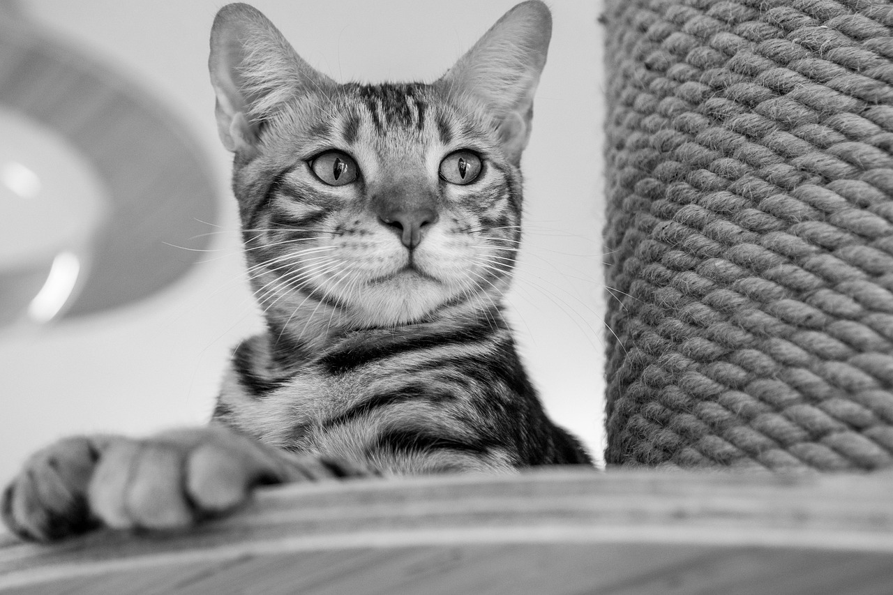 白髪ケアで猫っ毛をペタンコに防ぐ方法は？