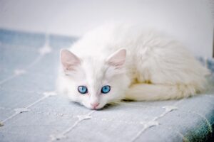 白髪ケアと縮毛矯正で毛の色抜け対策はどうすればいい？