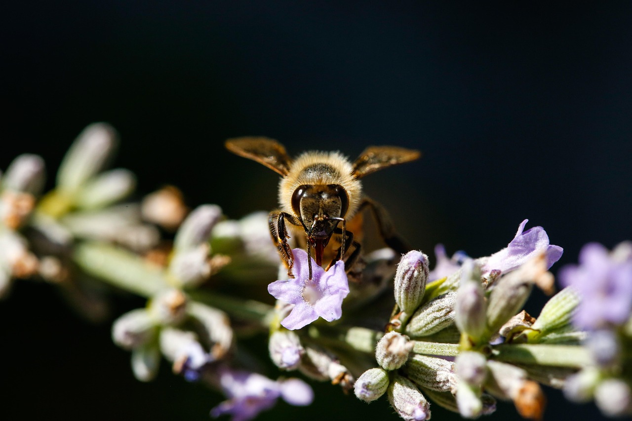 白髪ケアをしながら花粉症に持ち気をつけることはどうすればいい？