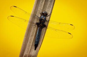 白髪ケアを取り入れた初デートでの印象を良くするトーンは？