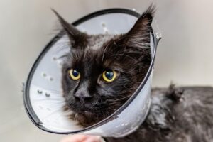 白髪ケアサロンでのカウンセリングにおける質の高い質問例は？