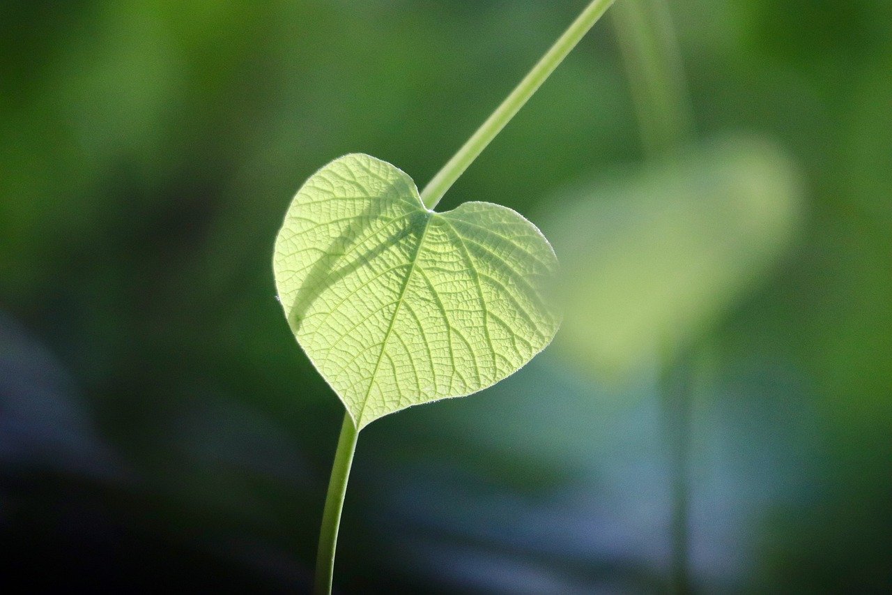 白髪ケアに優しい環境に配慮した成分の選び方は？