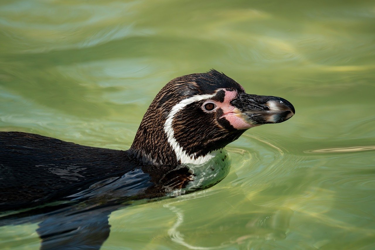 白髪ケアをしながら就職活動で黒すぎない自然な色を目指すには？