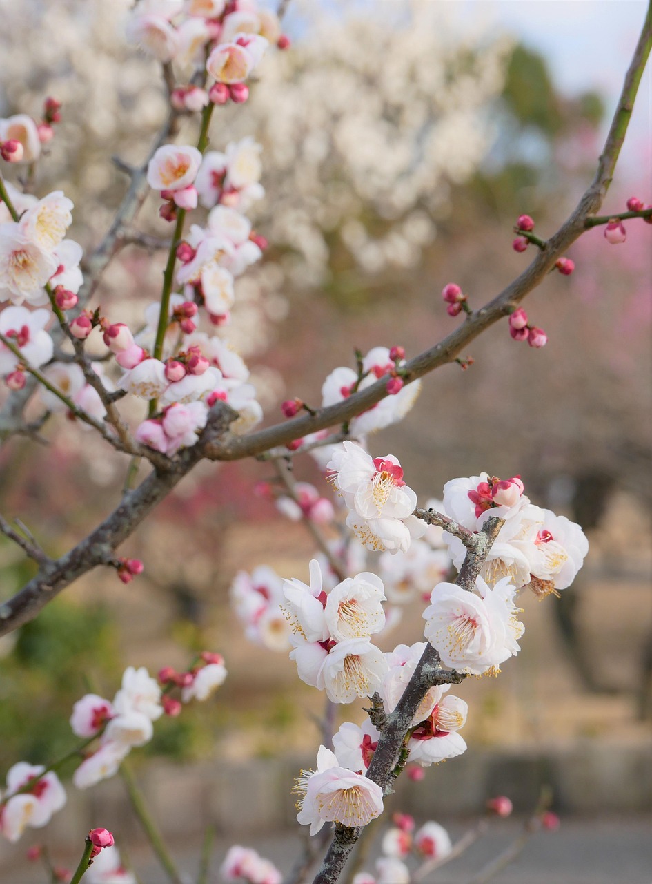 白髪ケア2026年におすすめの成分比較は？