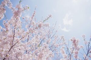 白髪ケアに最適な札幌大通の敏感肌対応サロンはどこ？