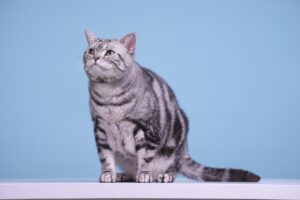白髪ケアでショートヘアの立体感を出す方法は？