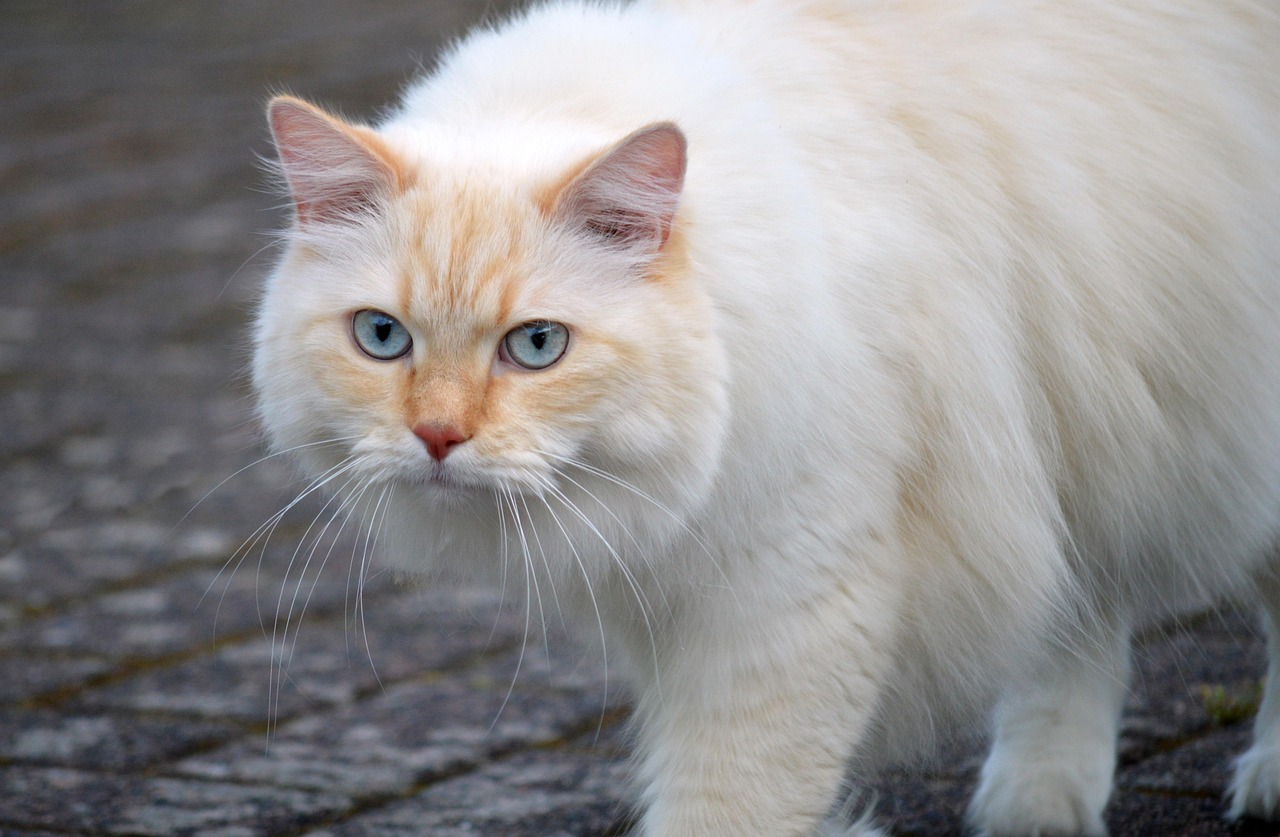 白髪ケアで猫っ毛をふんわり仕上げる方法は？
