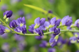 白髪ケアに使う植物系染料のデメリットを先に知るべき理由は？